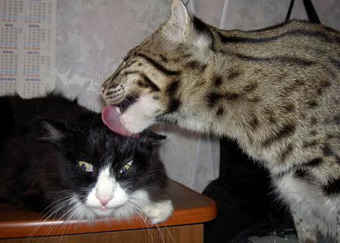 篮球运动员专项技能动作视频教学资源开发与应用，篮球运动员技能要求