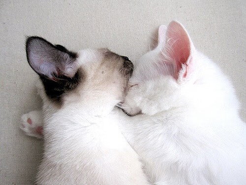 西甲青训出产球员投入一线队使用决定背后，西甲青训排名