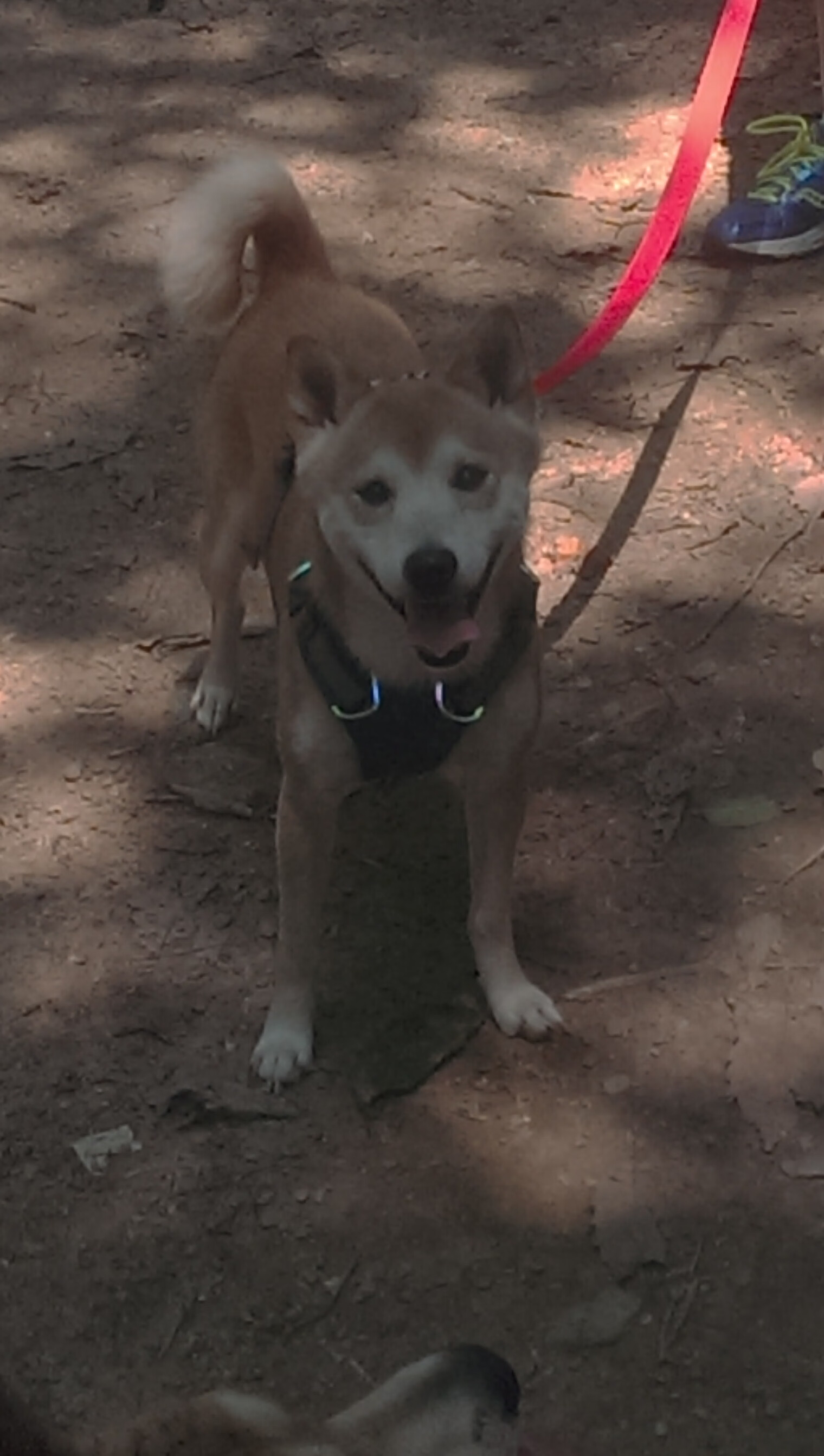 Kaiyun(中国)开云-CBA季后赛山西龙狮横扫广东晋级半决赛，cba2021-2022赛季山西队