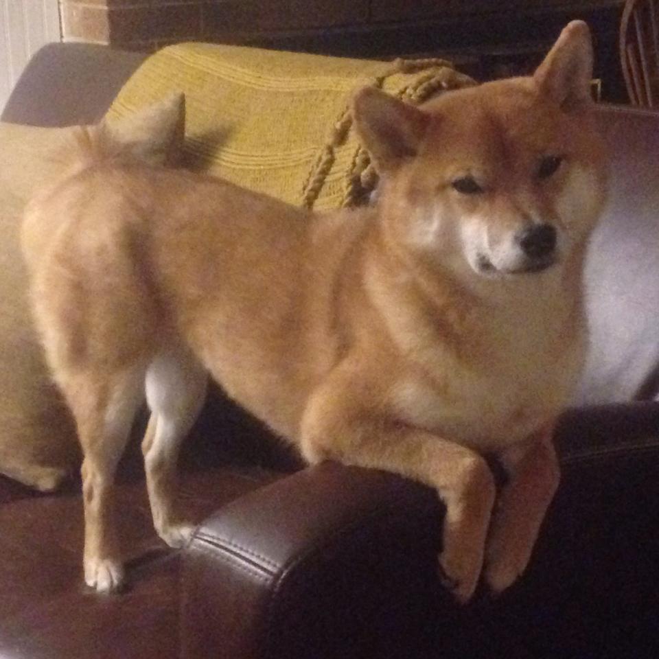 中国足球青少年足球场地建设项目启动，中国青少年足球发展计划领导办公室