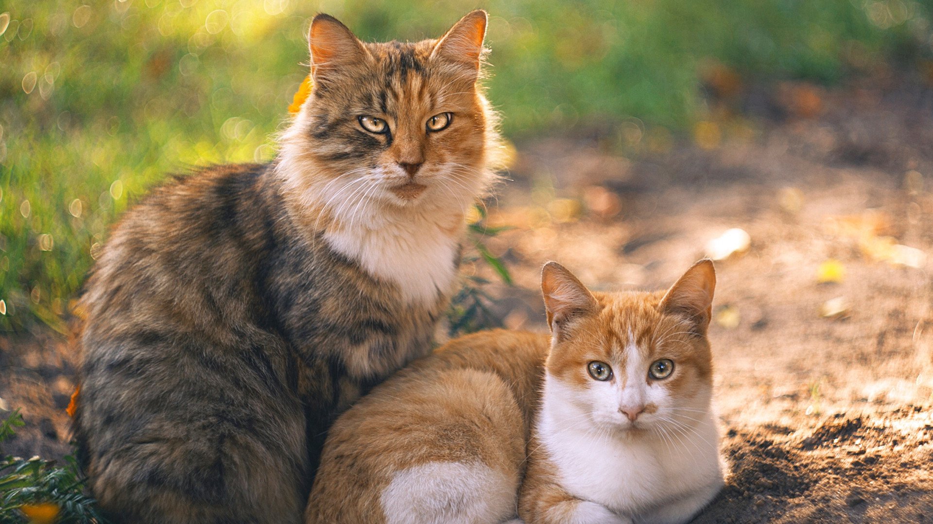 伊朗男篮在亚洲预赛中奋勇争先，目标奥运梦在望，伊朗男篮联赛