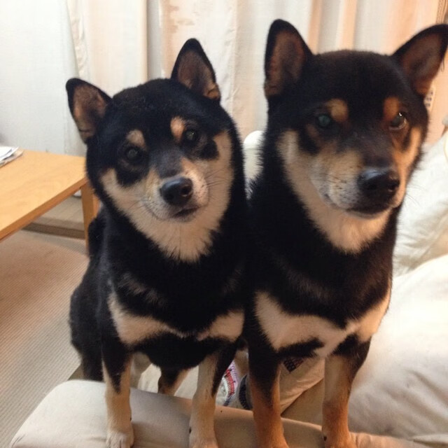 亚历克斯·格林伍德的球场控制力，令袋鼠队攻守兼备，亚历克斯-格林伍德