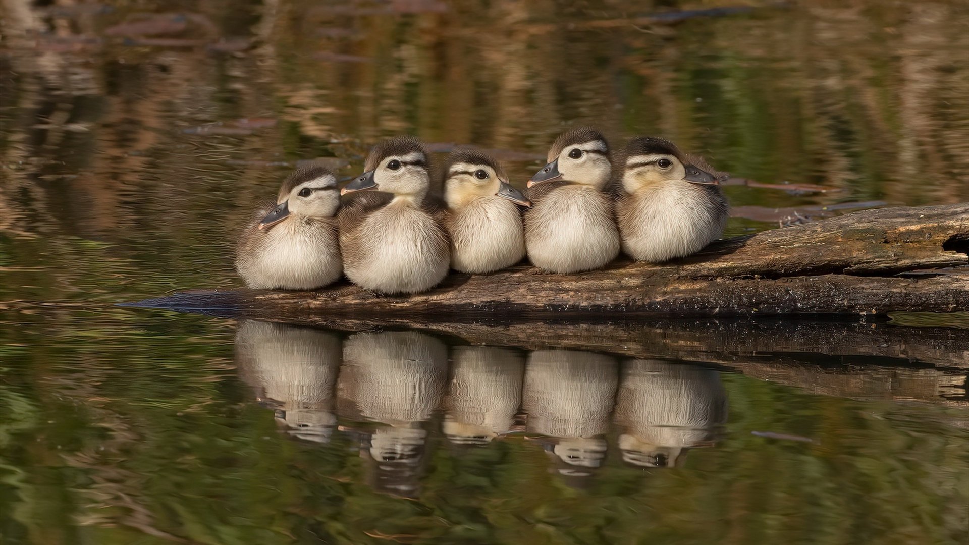奥尔韦拉3米跳板冲刺阶段技术细腻,3米跳板澳大利亚选手