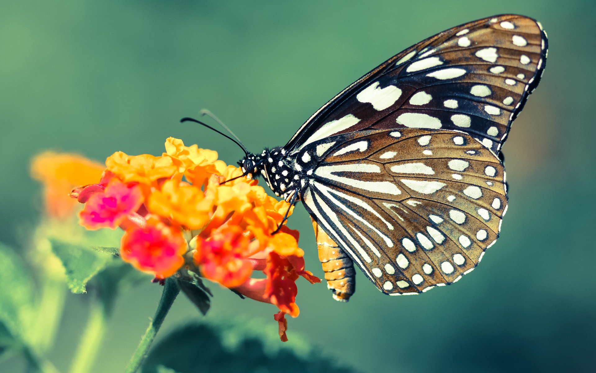 科特迪瓦男篮在非洲锦标赛中巅峰再现，粉碎历史纪录，科特迪瓦男篮排名